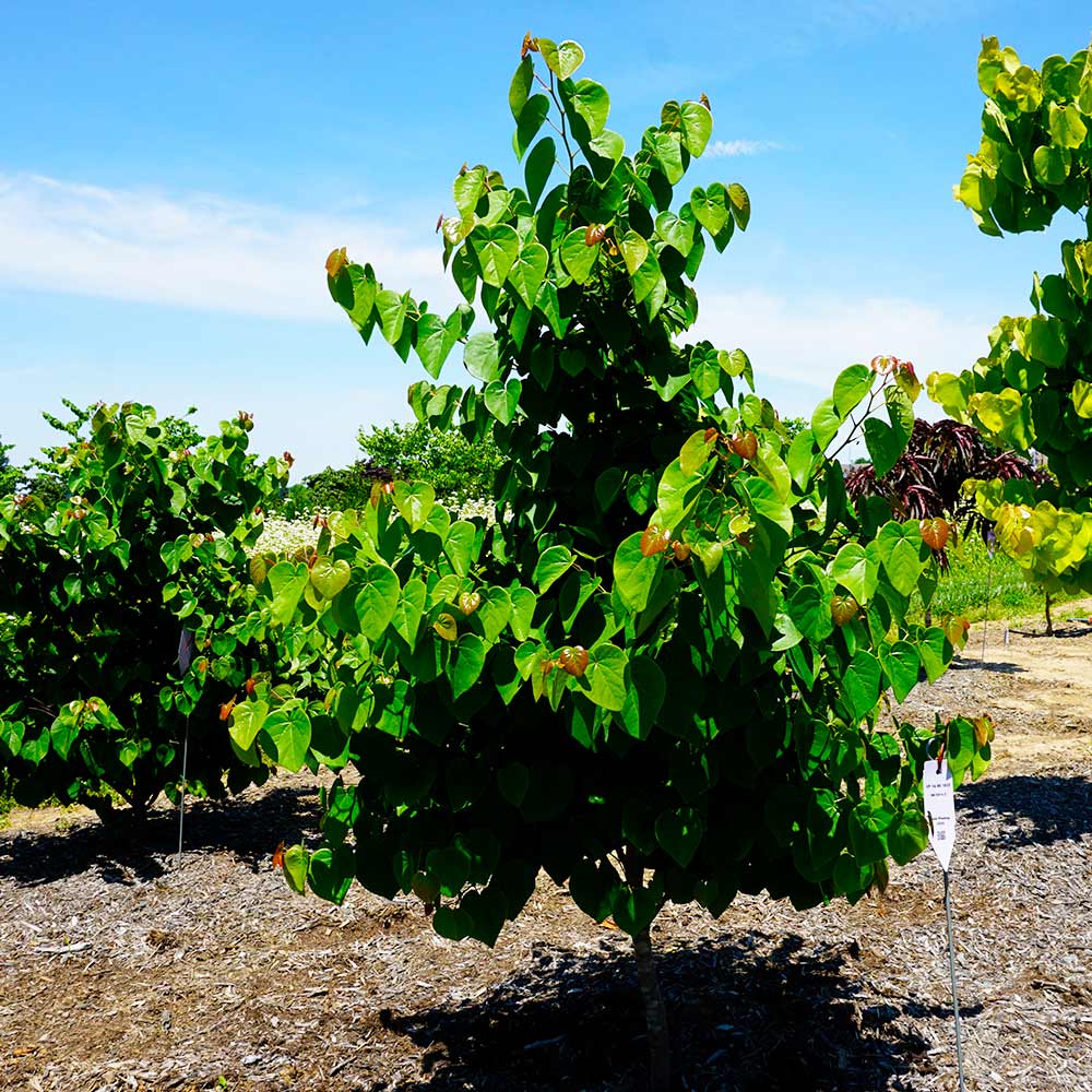 Garden Gems® Emerald Redbud Tree