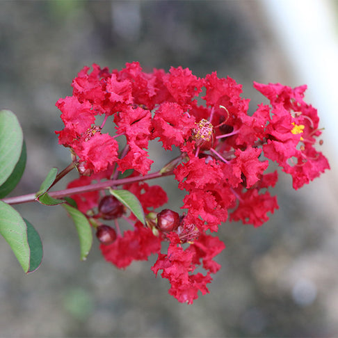 Garnet King™ Emerald Empire® Crape Myrtle Tree