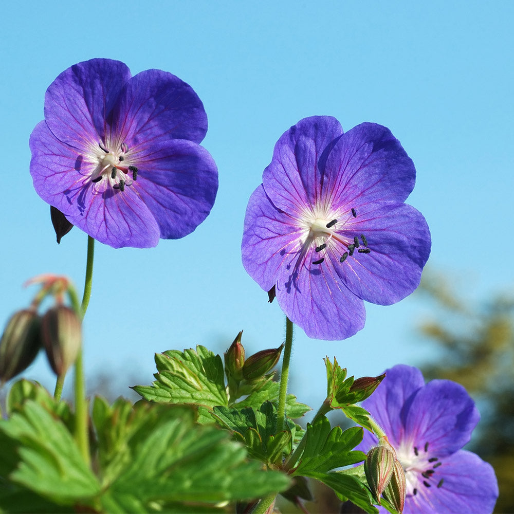 Geranium Rozanne