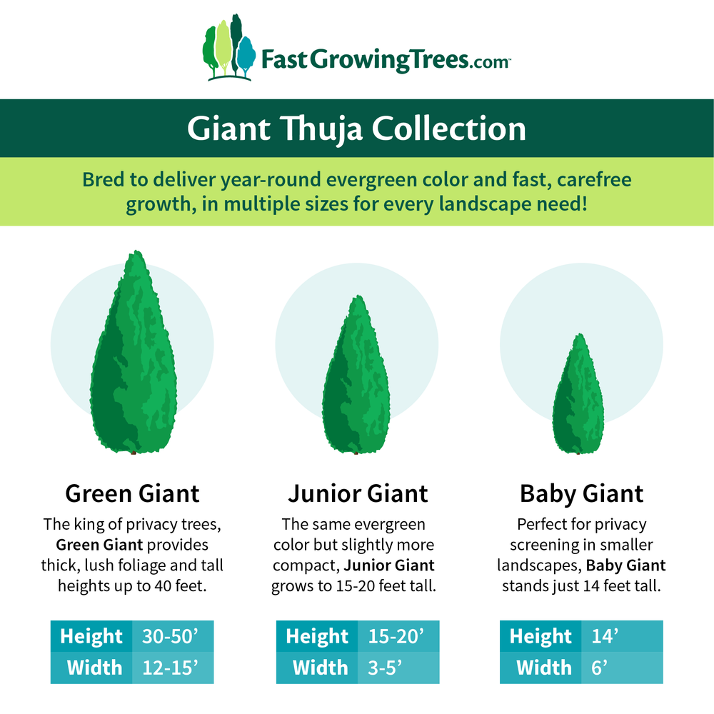 Baby Giant Arborvitae Tree
