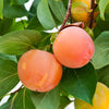 Giant Fuyu Persimmon Tree