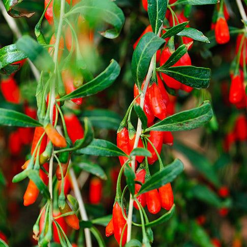 Goji Berry - USDA Organic