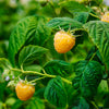 Golden Raspberry California