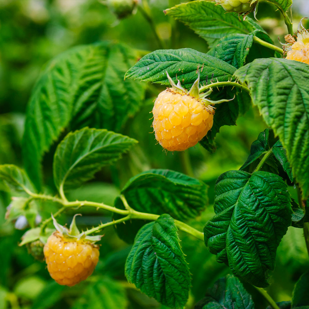 Golden Raspberry California