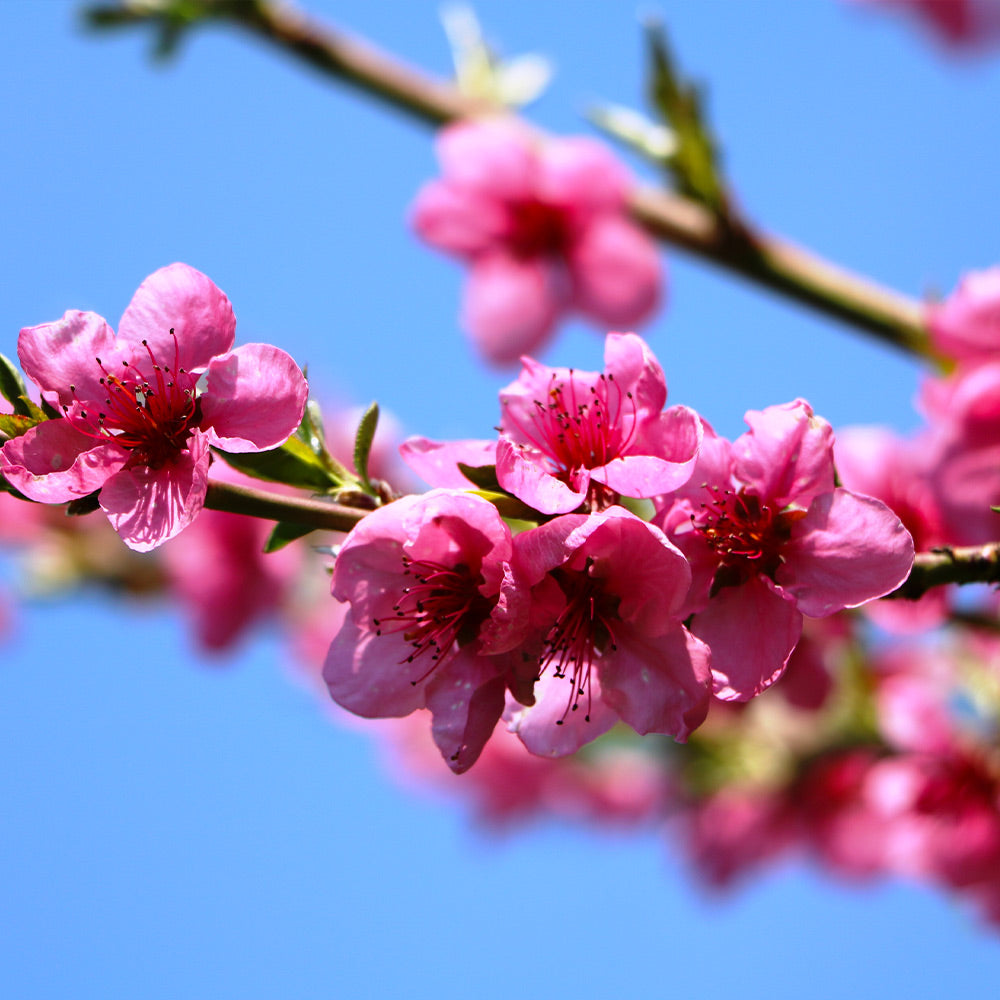 Goldmine Nectarine Tree California