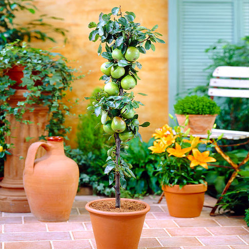 Fruit Snacks® Tangy Green™ Columnar Apple Tree California