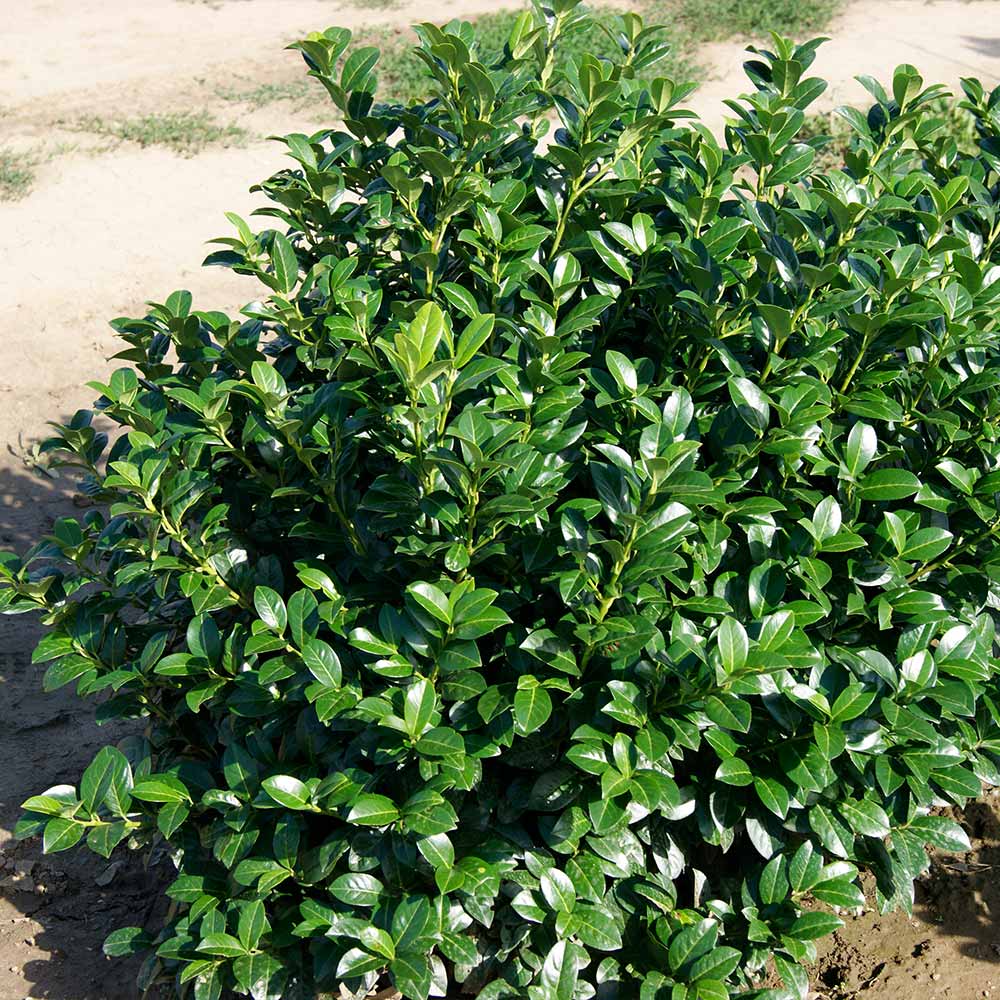 Green Goblet Cherry Laurel Shrub