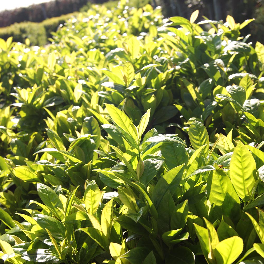 Green Goblet Cherry Laurel Shrub