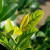 Green Goblet Cherry Laurel Shrub