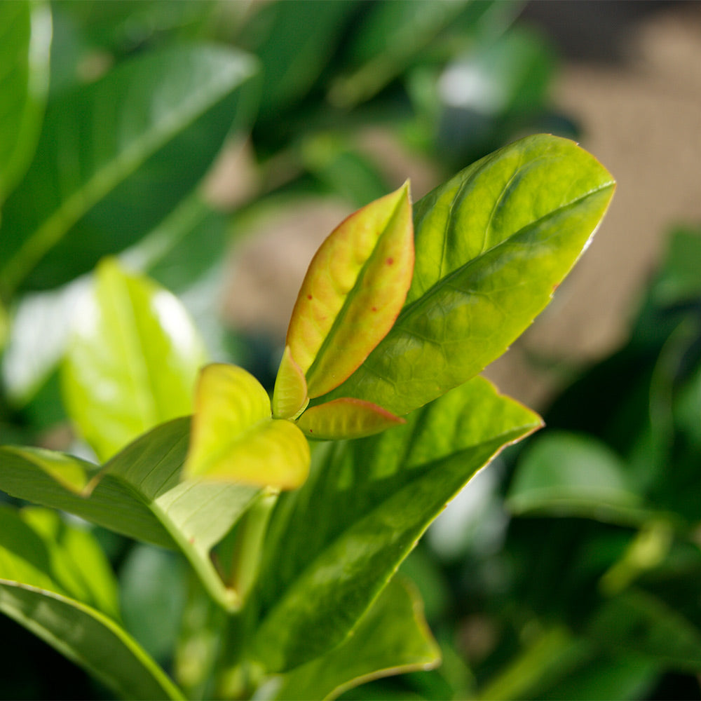 Green Goblet Cherry Laurel Shrub