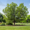 Hackberry Tree