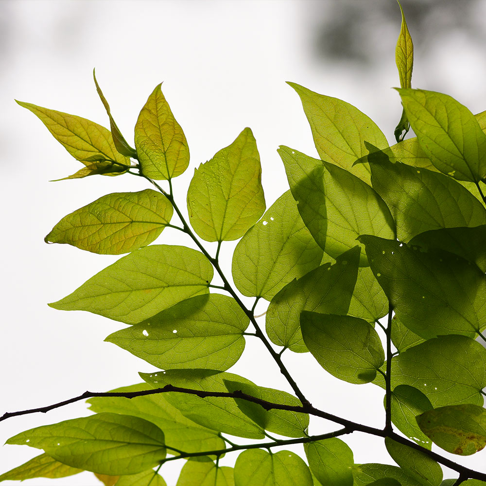 Hackberry Tree