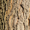 Hackberry Tree