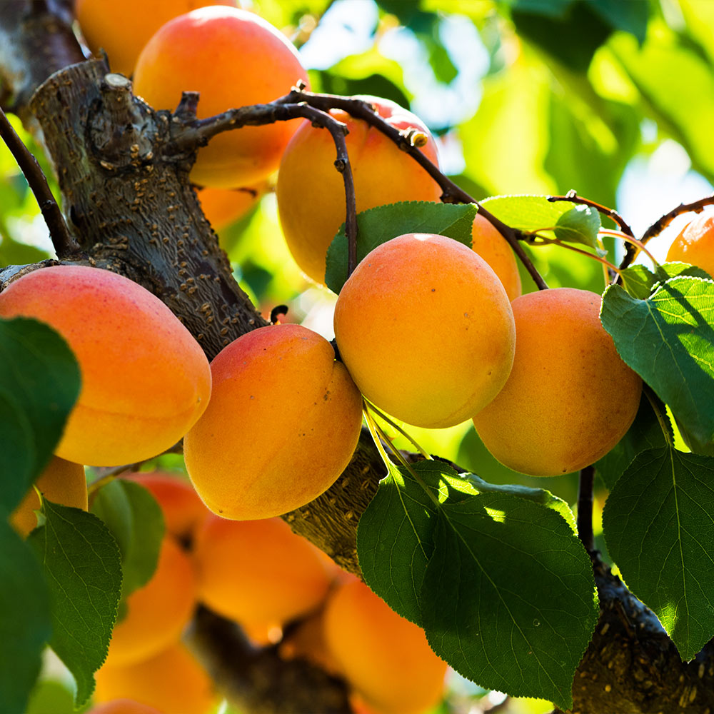 Harcot Apricot Tree