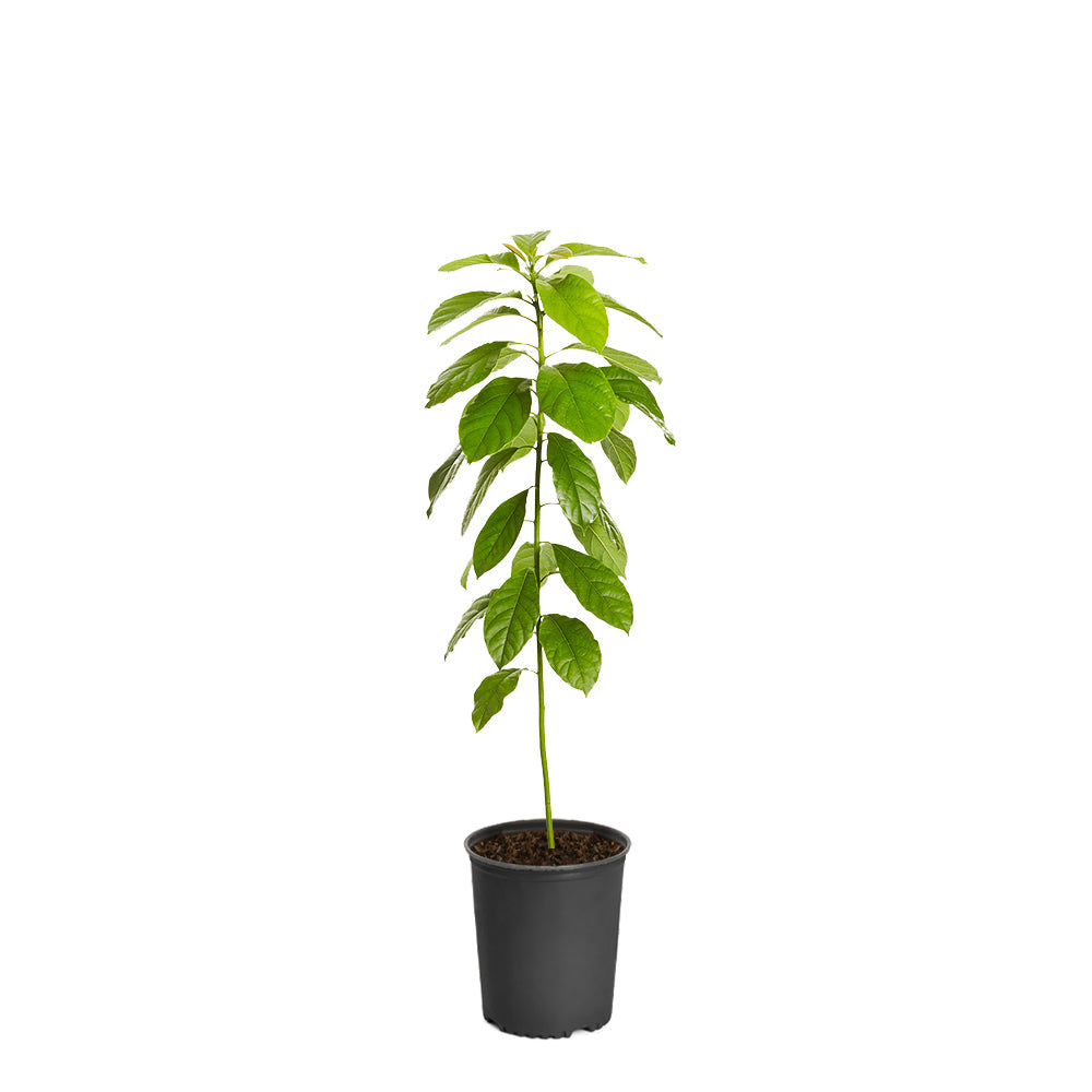 Hass Avocado Tree Arizona