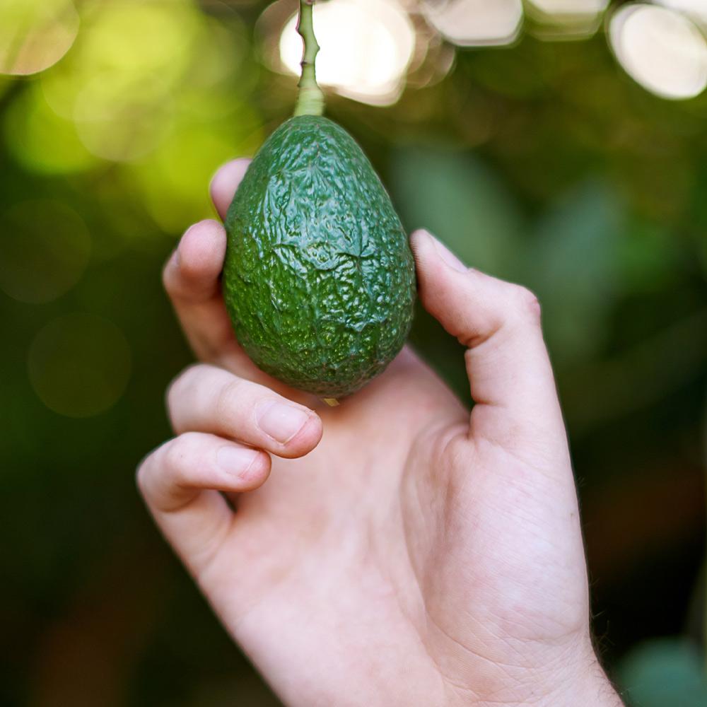 Hass Avocado Tree Arizona