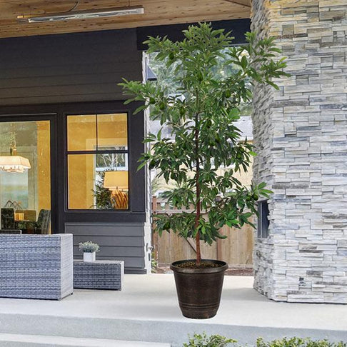 Hass Avocado Tree Arizona