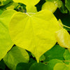 Hearts of Gold Redbud Tree