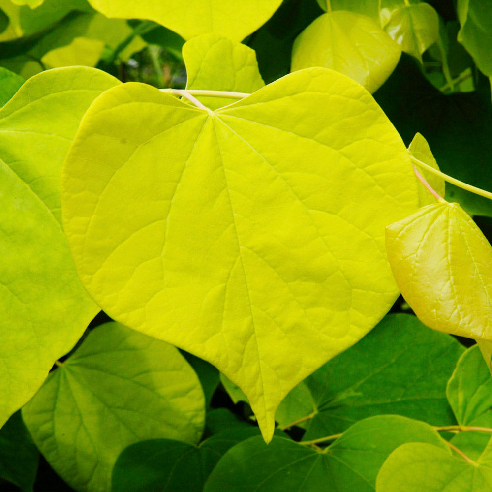 Hearts of Gold Redbud Tree