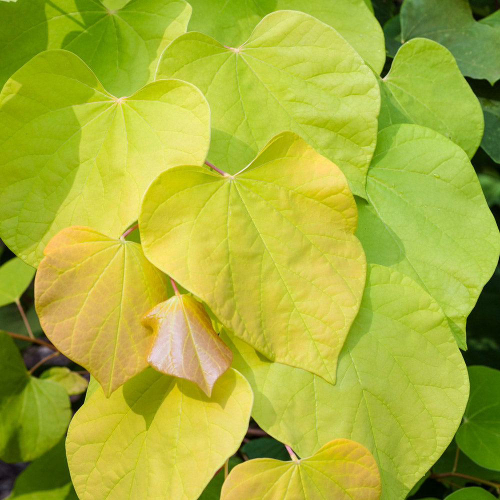 Hearts of Gold Redbud Tree