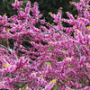 Hearts of Gold Redbud Tree
