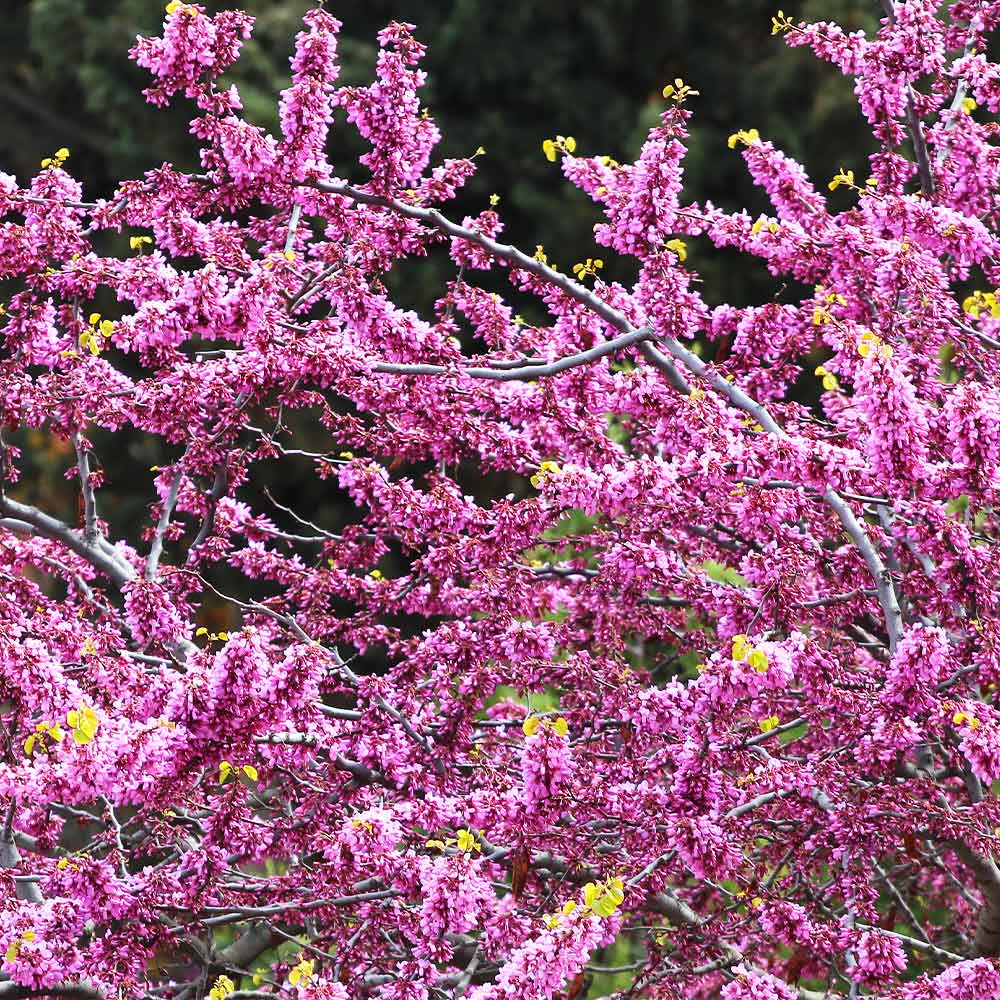 Hearts of Gold Redbud Tree