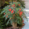 Heavenly Bamboo Nandina Shrub