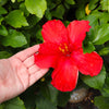 First to Arrive™ Hollywood® Hibiscus