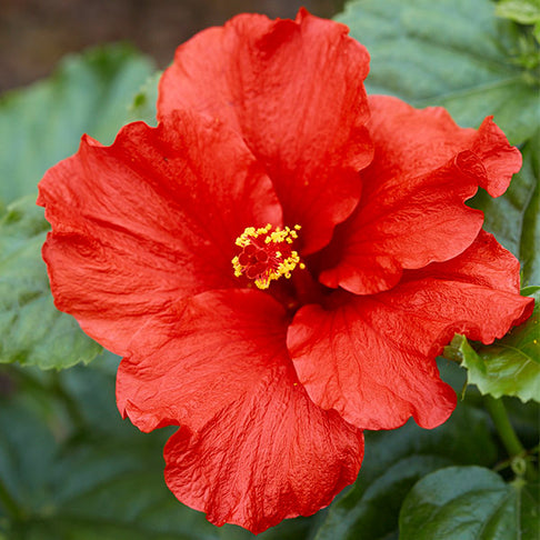 First to Arrive™ Hollywood® Hibiscus