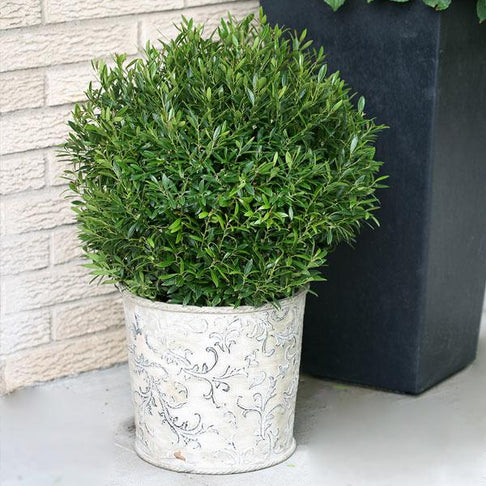 Gem Box® Holly Shrub