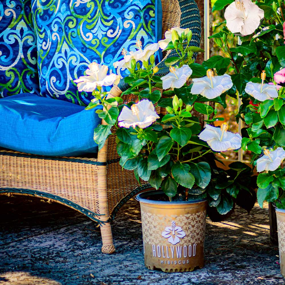 Earth Angel™ Hollywood® Hibiscus