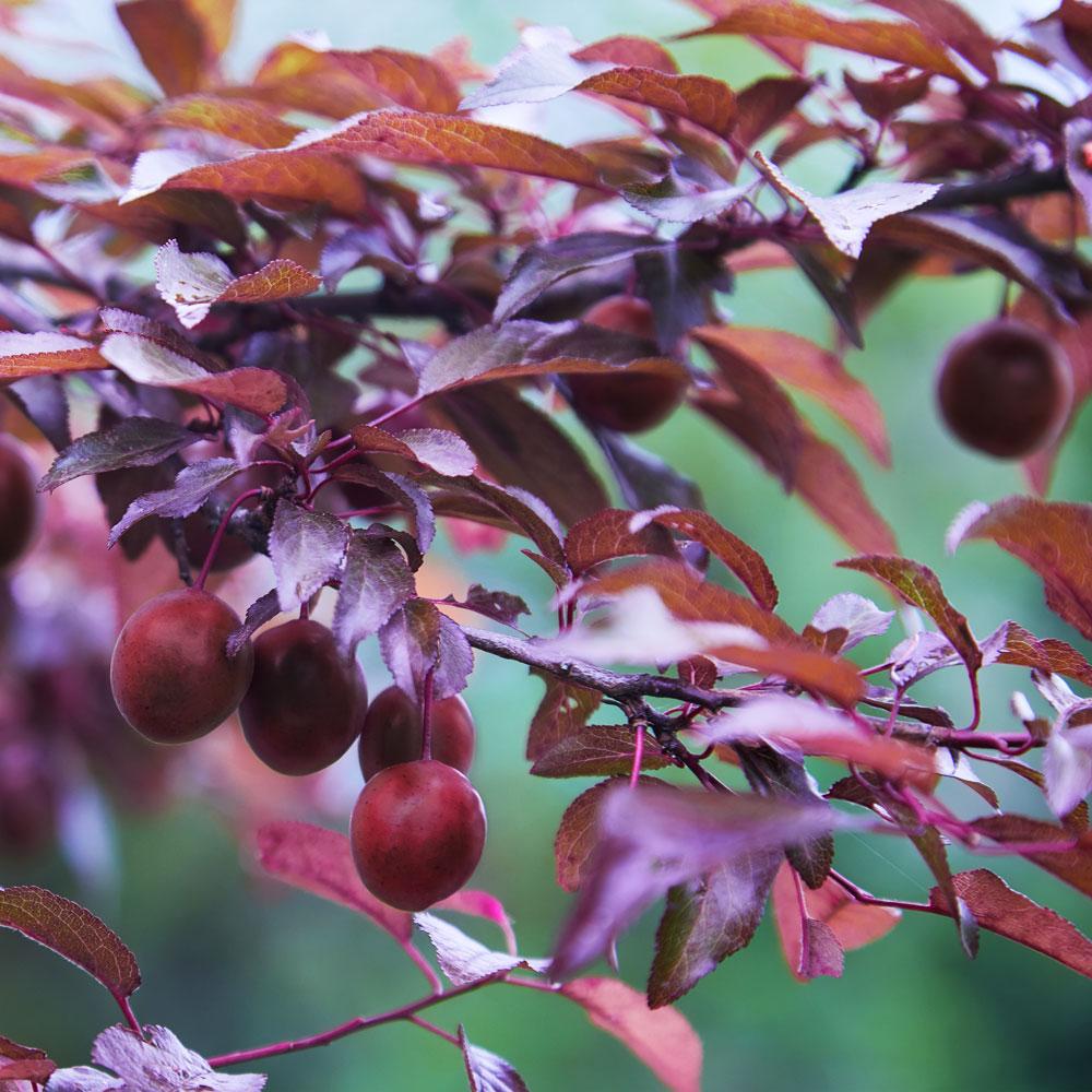 Hollywood Plum Tree