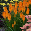 Pyromania® ‘Orange Blaze’ Red Hot Poker Plant