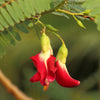 Red Hummingbird Tree (Sesbania Grandiflora)