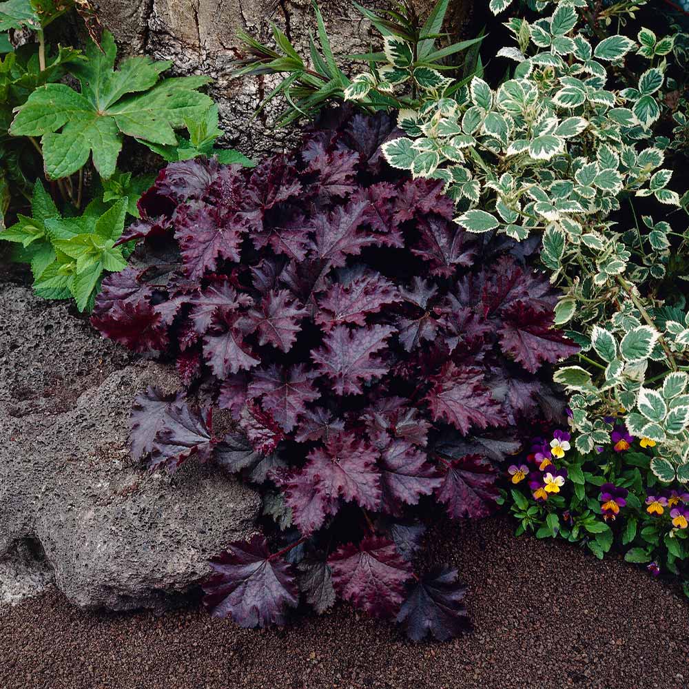 Palace Purple Heuchera