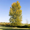 Superior Hybrid Poplar Tree