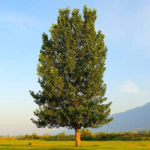Superior Hybrid Poplar Tree