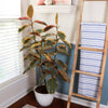 Ficus Ruby (Variegated Rubber Plant)