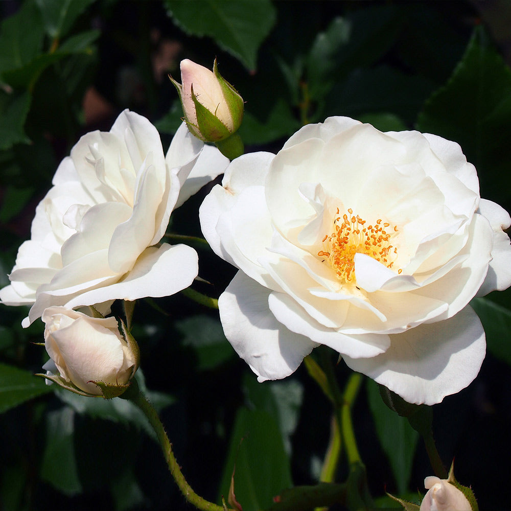 Iceberg Rose Bush