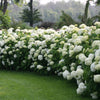 Proven Winners® Incrediball® Hydrangea Shrub