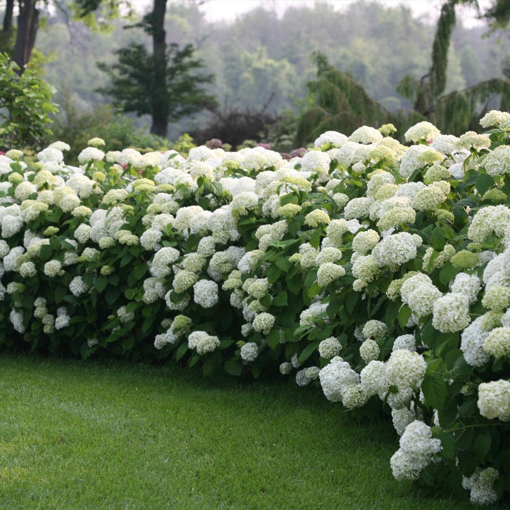 Proven Winners® Incrediball® Hydrangea Shrub