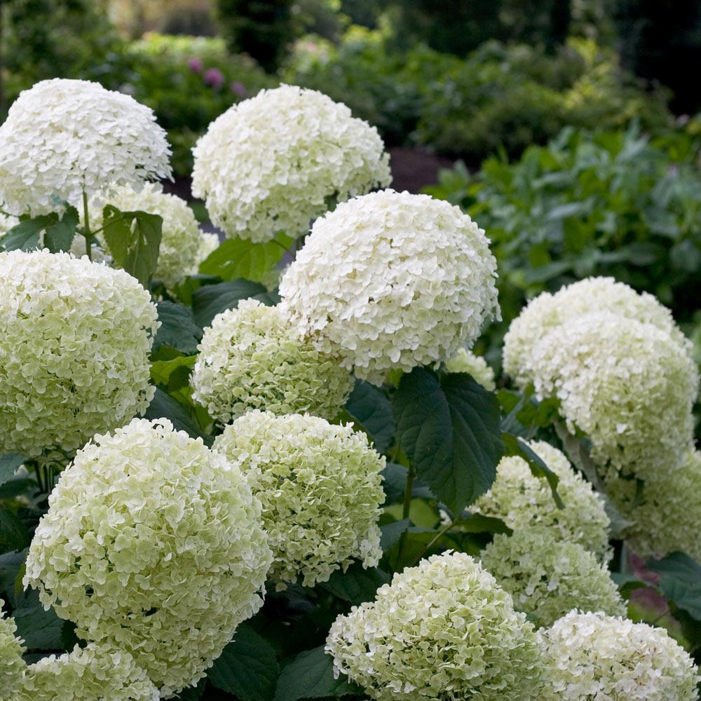 Proven Winners® Incrediball® Hydrangea Shrub