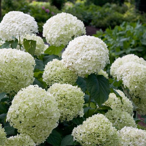 Proven Winners® Incrediball® Hydrangea Shrub