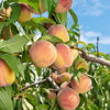 Indian Free White Peach Tree in California
