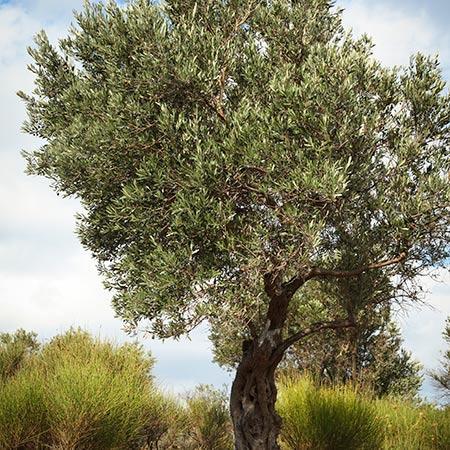 Italian Olive Tree