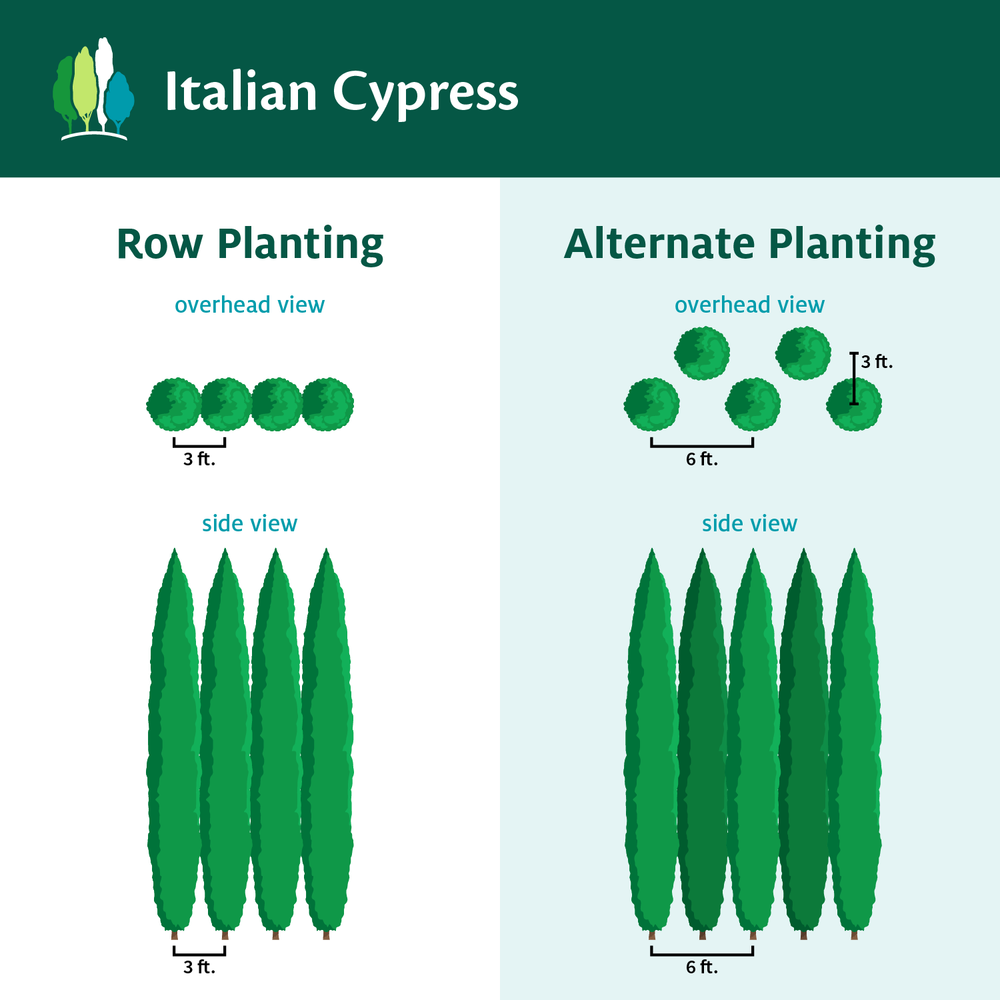 Italian Cypress California