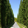 Italian Cypress California