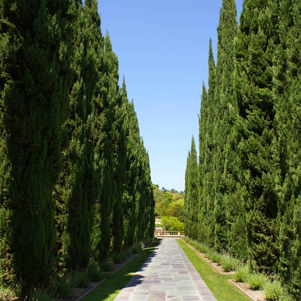 Italian Cypress California