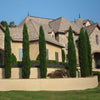 Italian Cypress Tree Arizona