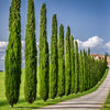 Italian Cypress California